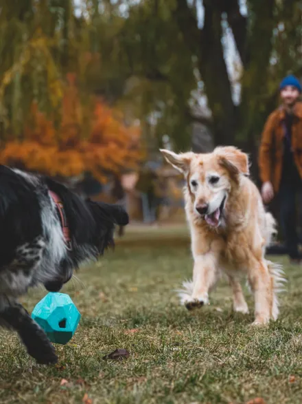 Jouet distributeur de friandises pour chien - Gnawt a Rock - Glacial Blue