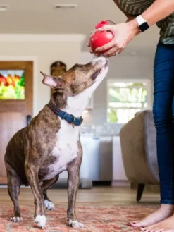 Jouet distributeur de friandises pour chien - Wobble Ball rouge - Pet PLAY