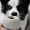Jouet d'occupation pour chien - Yoomy Donut 🍩 - Sable