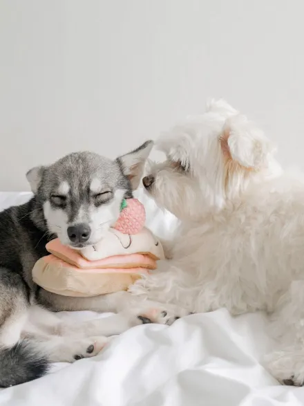 Jouet d'occupation pour chien - Mille Feuille - Pups & Bubs