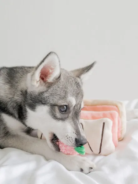 Jouet d'occupation pour chien - Mille Feuille - Pups & Bubs