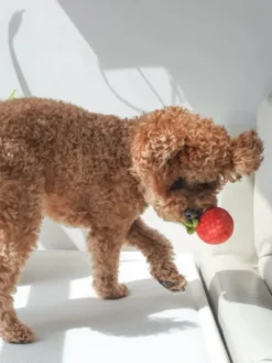 Jouet d'occupation pour chien - Sauce Tomate 🥫🍅 - Pups & Bubs
