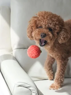 Jouet d'occupation pour chien - Sauce Tomate 🥫🍅 - Pups & Bubs