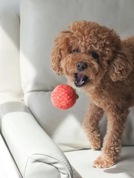 Jouet d'occupation pour chien - Sauce Tomate 🥫🍅 - Pups & Bubs