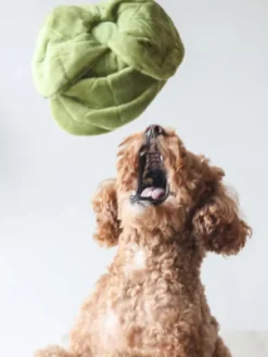 Jouet d'occupation pour chien - Chou 🥬 - Pups & Bubs