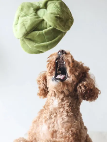 Jouet d'occupation pour chien - Chou 🥬 - Pups & Bubs