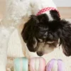 Jouet d'occupation pour chien - Macarons ❤️ - The Foggy Dog