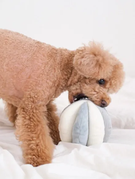 Jouet d'occupation pour chien - Toto - Bleu Ciel
