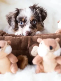 Jouet d'occupation pour chien original - Bûche Ecureuils 🐿️ - ZippyPaws