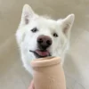 Jouet d'occupation à remplir pour chien - Yoomy Pot Sage - inooko