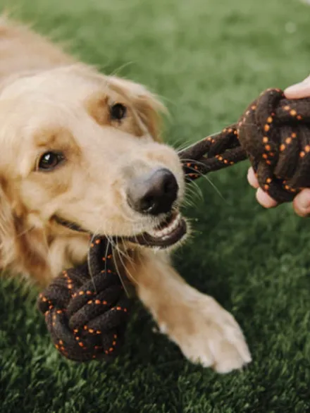 Jouet en corde pour chien - Scout & About Barbell L - Pet PLAY