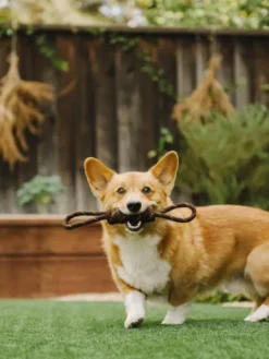 Jouet en corde pour chien - Scout & About Tug L - Pet PLAY