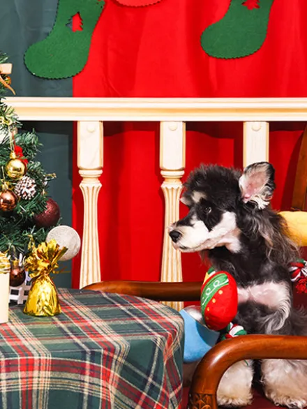 Jouet en peluche et corde - Guirlande de Noël 🎄 - HugSmart