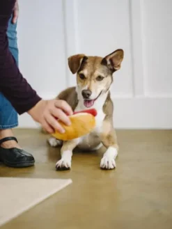 Jouet en peluche pour chien - American Classic - Hot dog