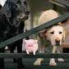 Jouet en peluche pour chien - Barnyard Buddies Cochon 🐷 - Pet PLAY