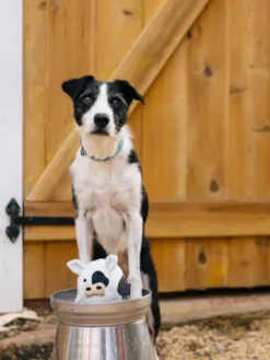 Jouet en peluche pour chien - Barnyard Buddies Vache 🐮 - Pet PLAY