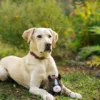 Jouet en peluche pour chien - Barnyard Buddies Cheval 🐴 - Pet PLAY