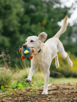 Jouet en peluche pour chien - Barnyard Buddies Canard 🦆 - Pet PLAY