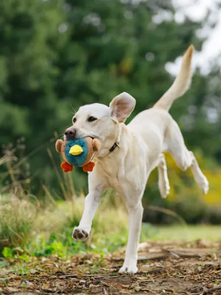 Jouet en peluche pour chien - Barnyard Buddies Canard 🦆 - Pet PLAY