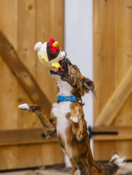 Jouet en peluche pour chien - Barnyard Buddies Poulet 🐓 - Pet PLAY