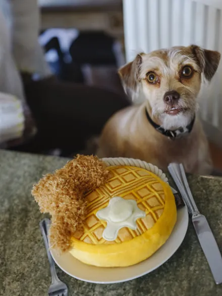 Jouet en peluche pour chien - Barking Brunch - Gaufre au poulet - Pet PLAY