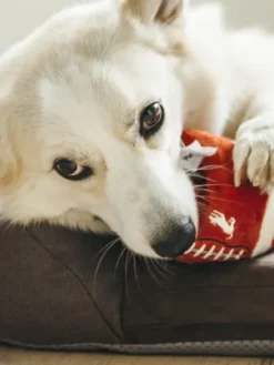 Jouet en peluche pour chien - Ballon de Football américain - Pet PLAY