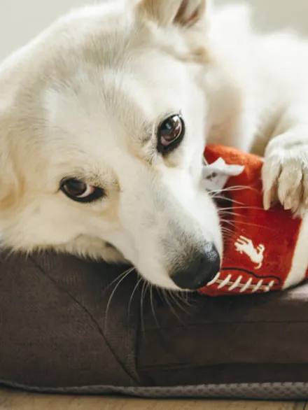 Jouet en peluche pour chien - Ballon de Football américain - Pet PLAY