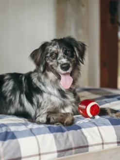 Jouet en peluche pour chien - Ballon de Football américain - Pet PLAY