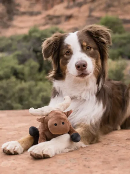 Jouet en peluche pour chien - Buffle 🐃 - Pet PLAY