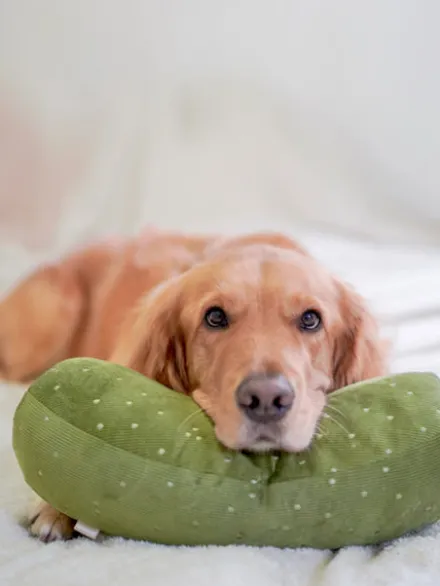 Jouet en peluche pour chien - Cornichon géant 🥒- Lambwolf Collective