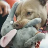 Jouet en peluche pour chien - Eléphant 🐘 - Pet PLAY