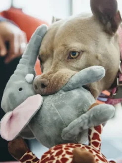 Jouet en peluche pour chien - Eléphant 🐘 - Pet PLAY