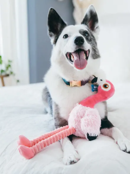 Jouet en peluche pour chien - Fetching Flock - Flamant rose - Pet PLAY