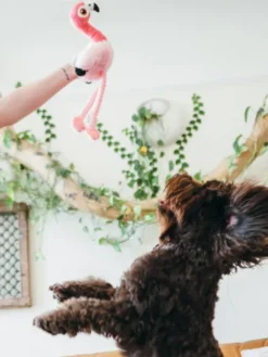 Jouet en peluche pour chien - Fetching Flock - Flamant rose - Pet PLAY