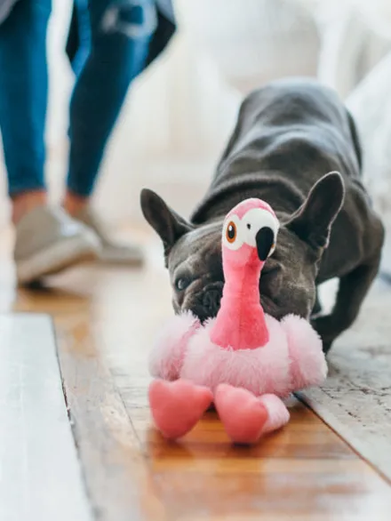 Jouet en peluche pour chien - Fetching Flock - Flamant rose - Pet PLAY