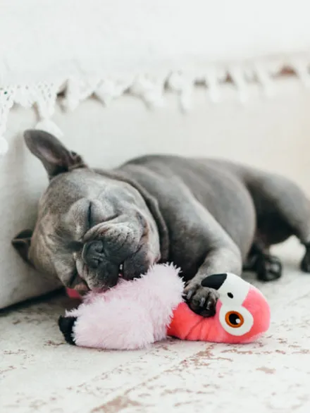 Jouet en peluche pour chien - Fetching Flock - Flamant rose - Pet PLAY