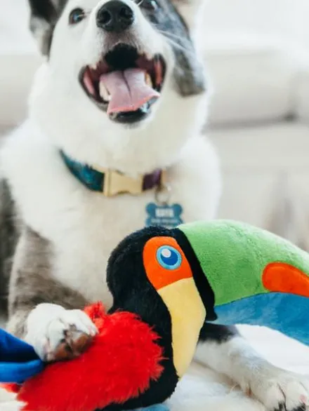 Jouet en peluche pour chien - Fetching Flock - Toucan - Pet PLAY