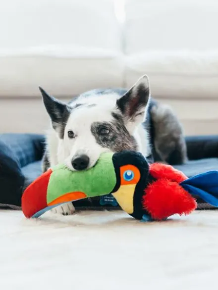 Jouet en peluche pour chien - Fetching Flock - Toucan - Pet PLAY