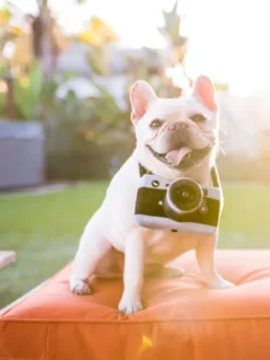 Jouet en peluche pour chien - Globetrotter - Appareil photo - Pet PLAY