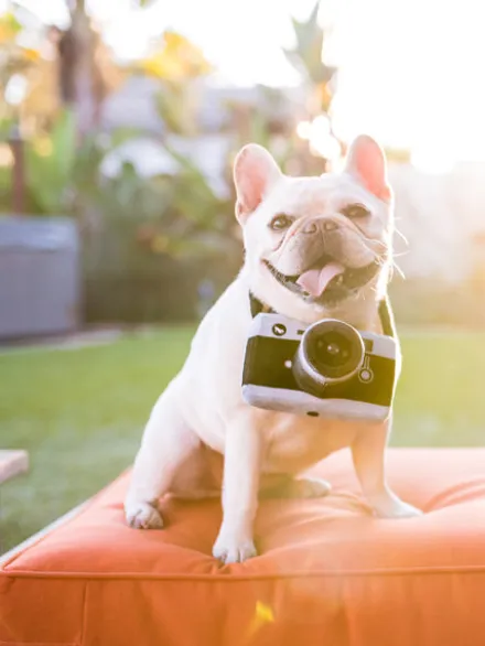 Jouet en peluche pour chien - Globetrotter - Appareil photo - Pet PLAY