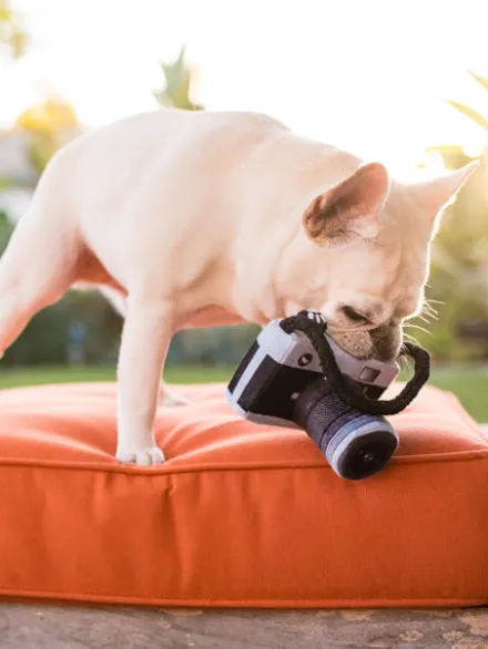 Jouet en peluche pour chien - Globetrotter - Appareil photo - Pet PLAY