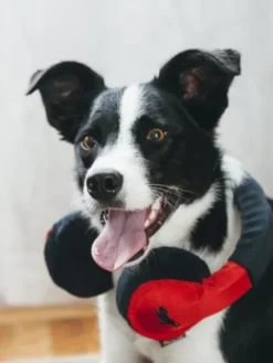 Jouet en peluche pour chien - Globetrotter - Casque audio - Pet PLAY