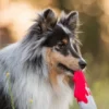 Jouet en peluche pour chien - Howling Haunts - Couteau Halloween - Pet PLAY