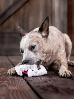 Jouet en peluche pour chien - Howling Haunts - Dents de Dracula đź§› - Pet PLAY