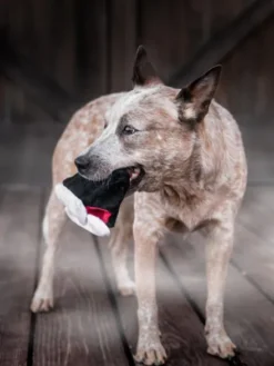 Jouet en peluche pour chien - Howling Haunts - Dents de Dracula 🧛 - Pet PLAY