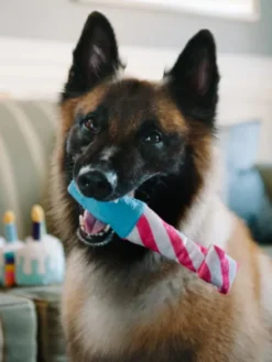 Jouet en peluche pour chien - Party Time - Cotillon 🎉 - Pet PLAY