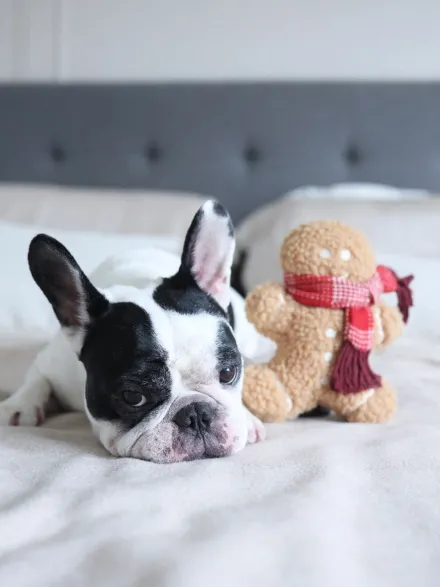 Jouet en peluche pour chien - Pain Epice 🎁 - Lambwolf Collective