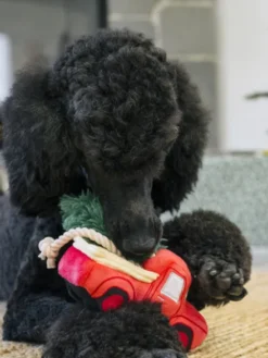 Jouet en peluche pour chien - Pickup de Noël 🎁 - Pet PLAY