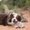 Jouet en peluche pour chien - Rhinocéros🦏 - Pet PLAY