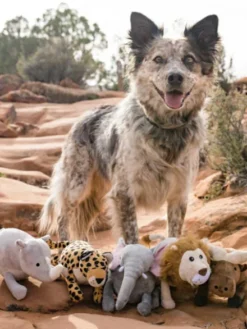 Jouet en peluche pour chien - Rhinocéros🦏 - Pet PLAY